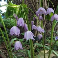 Ranzania japonica 
